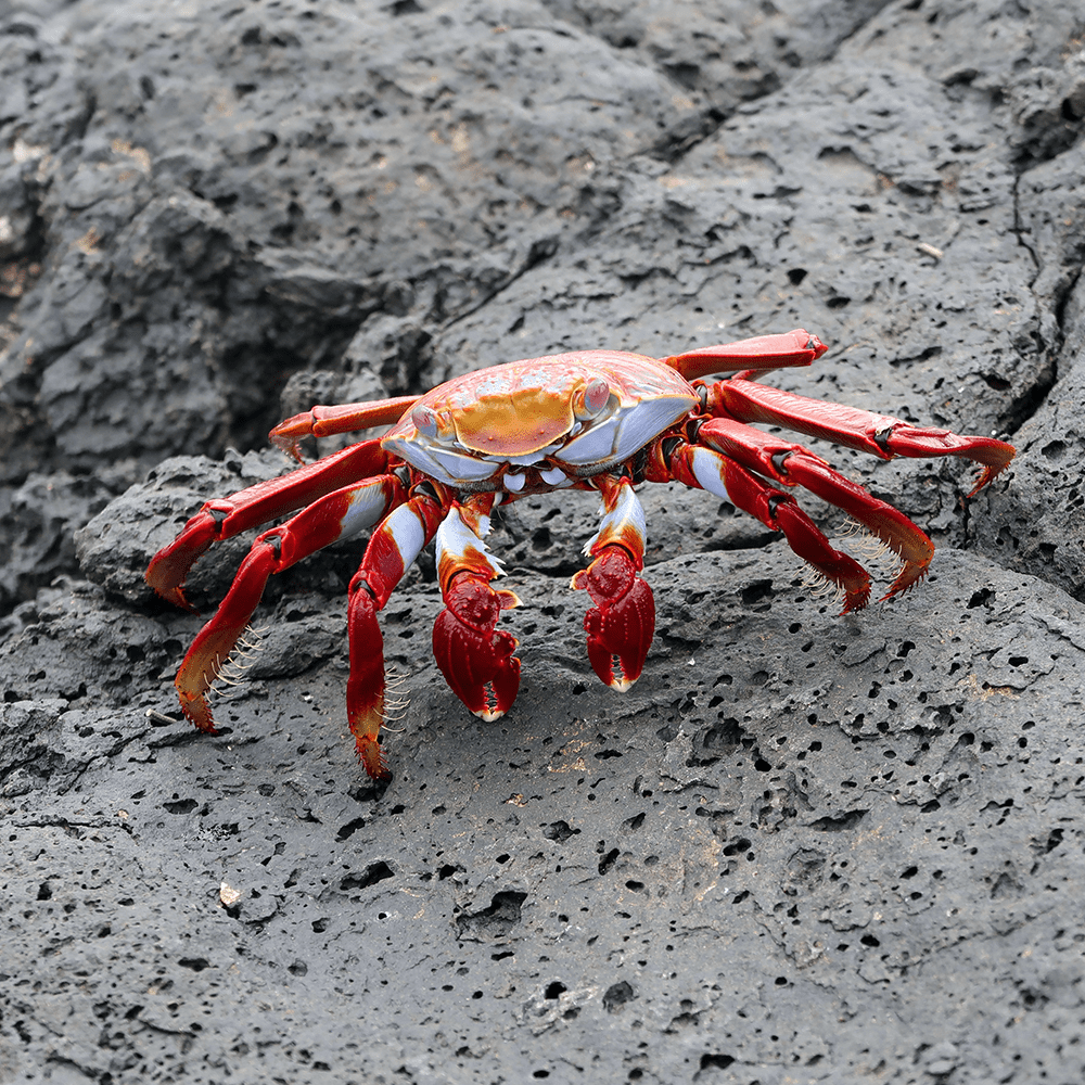 crab1