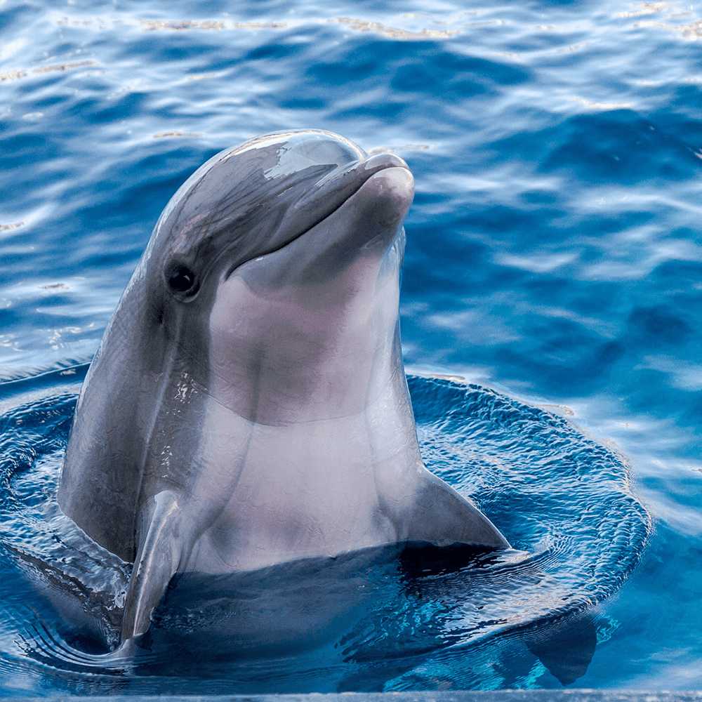 dolphin