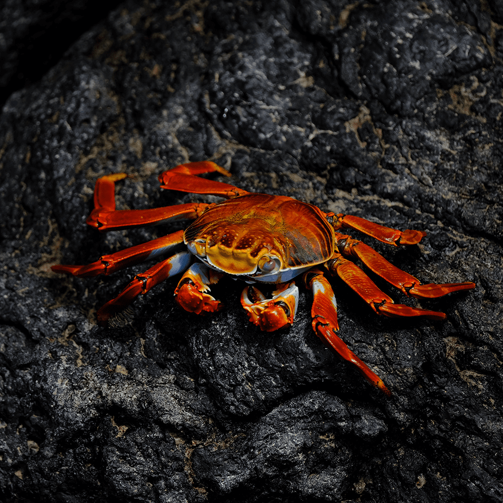 crab2