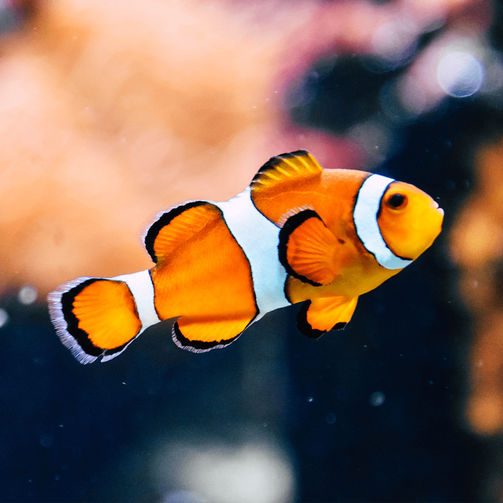 clownfish