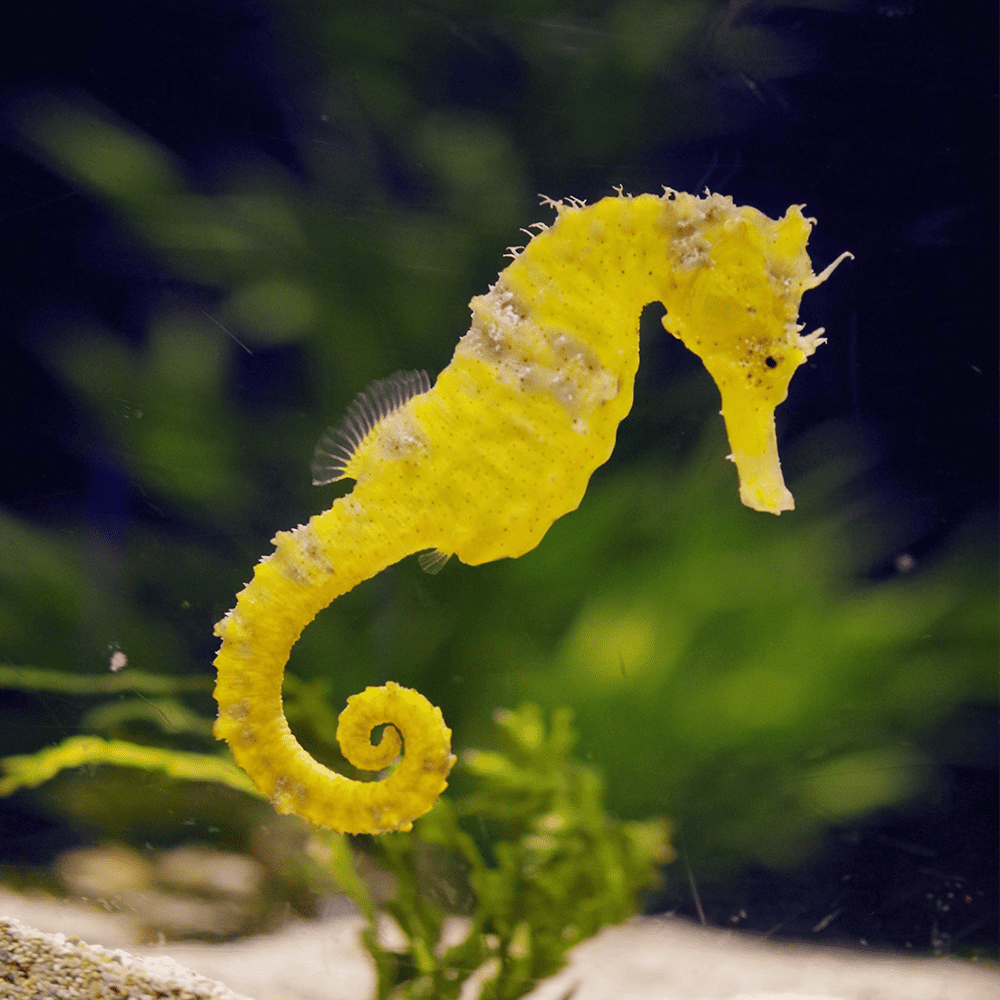 seahorse